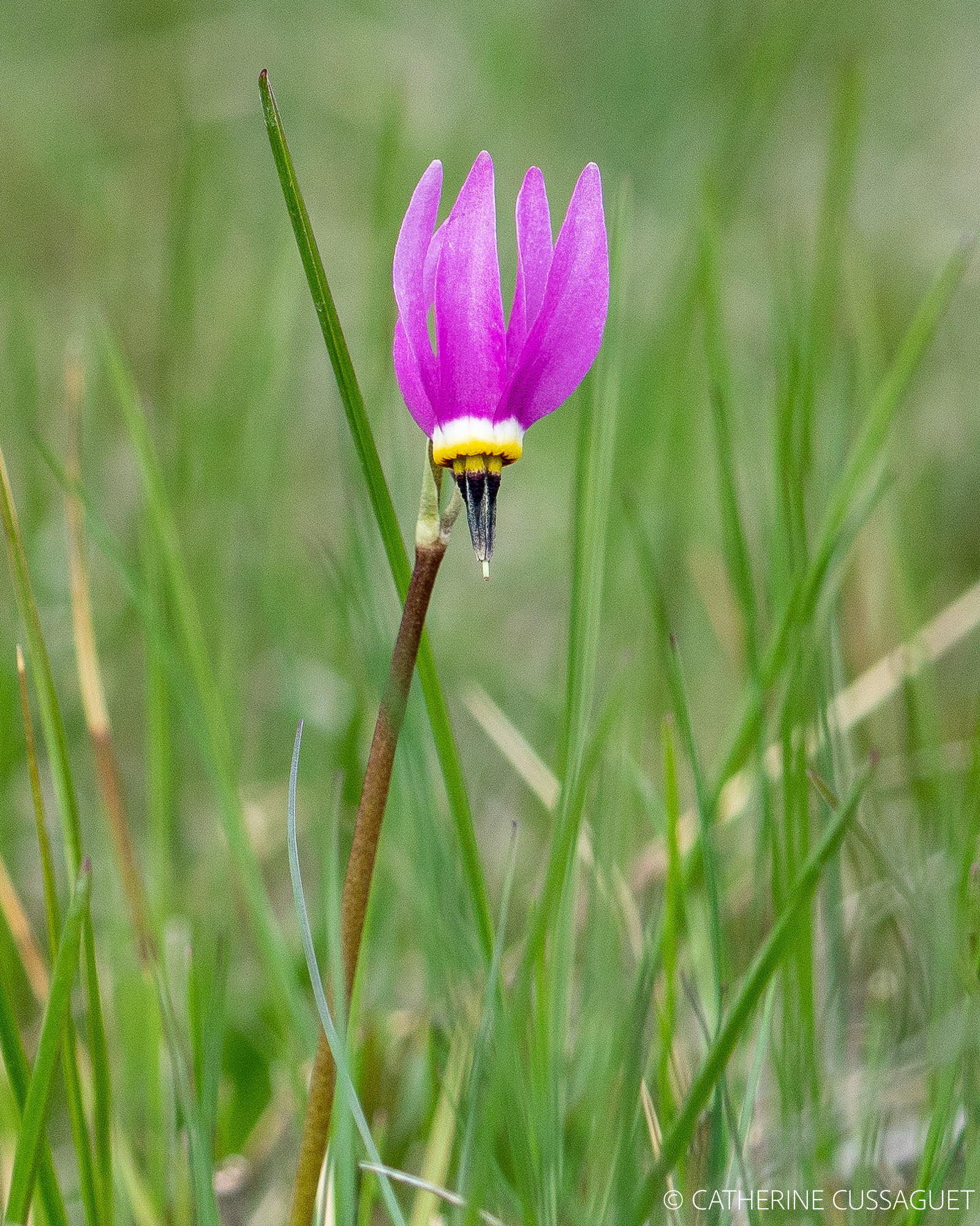 pink flower in grass