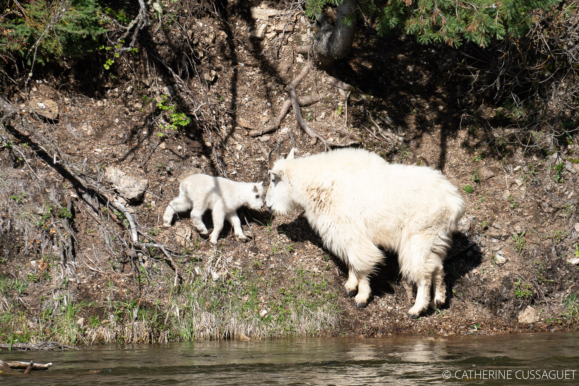 Mother and baby mountain goat