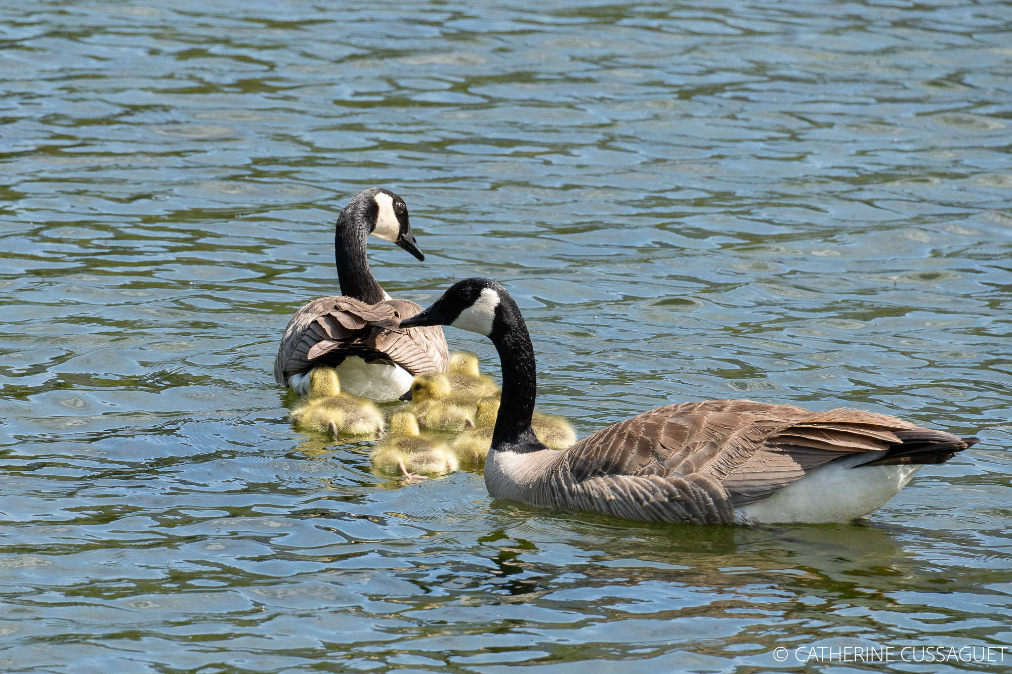 two adult geese and babies on the river