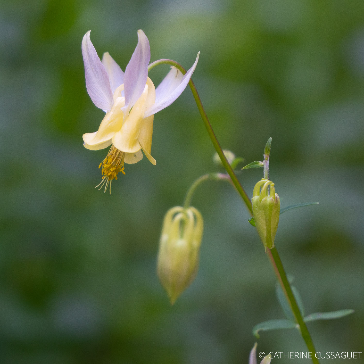 yellow and purple flower