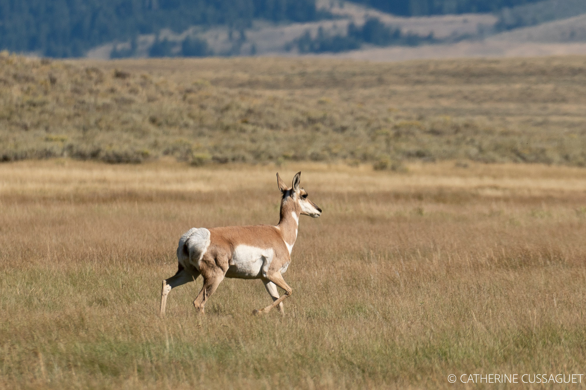 Pronghorn running