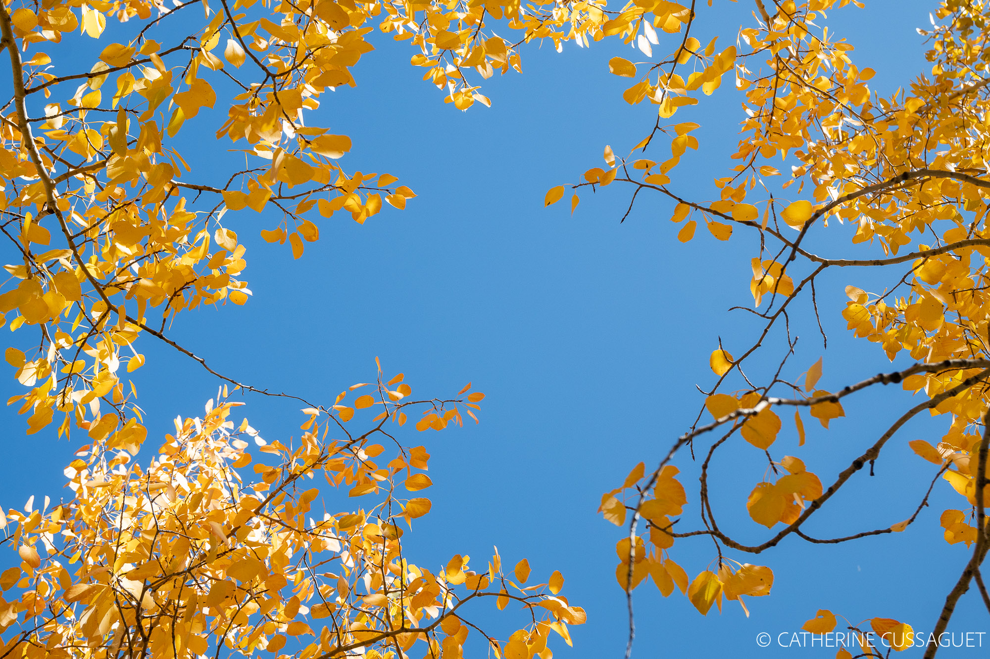 blue sky, yellow leaves