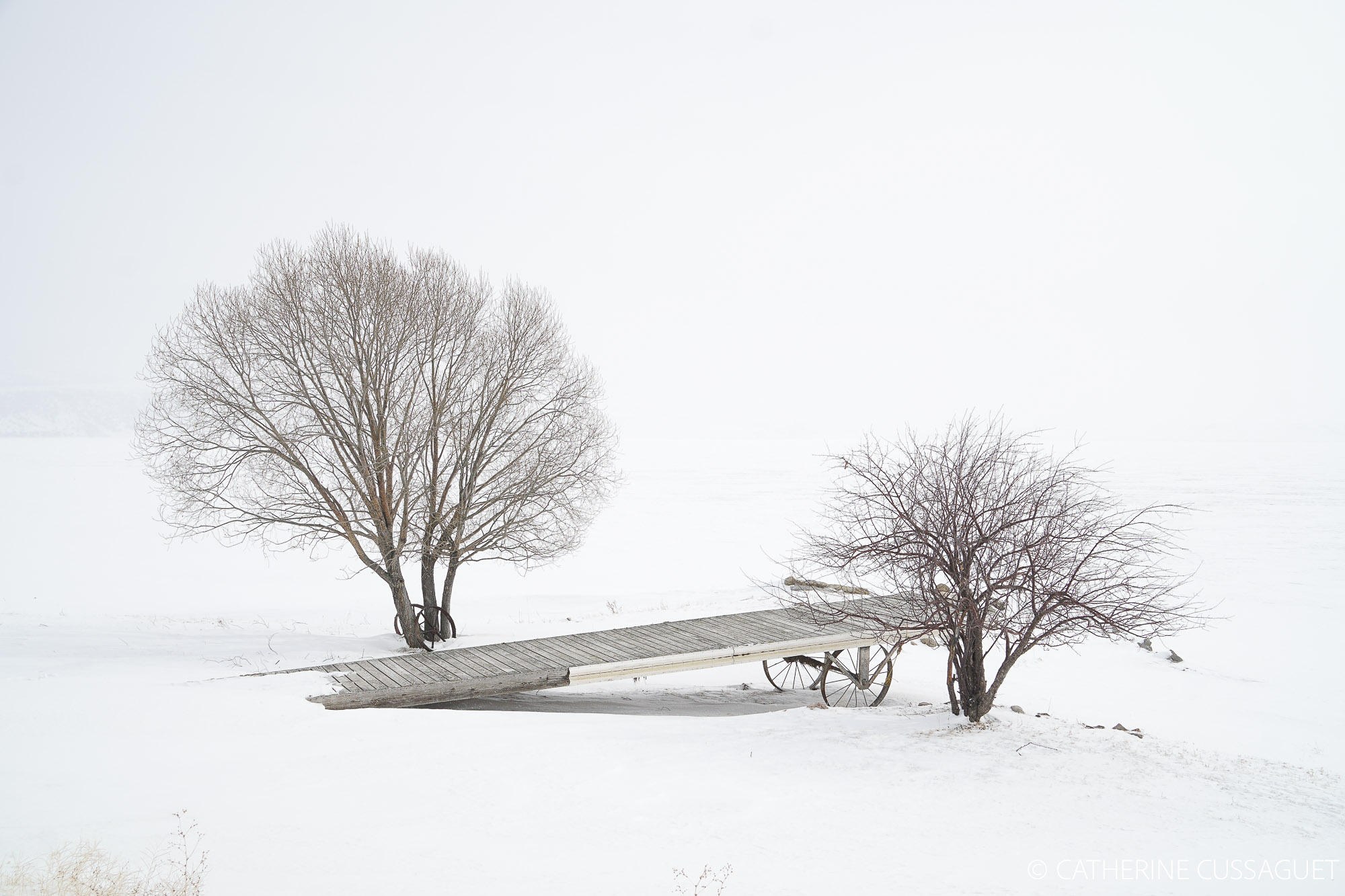 Trees and boat launch