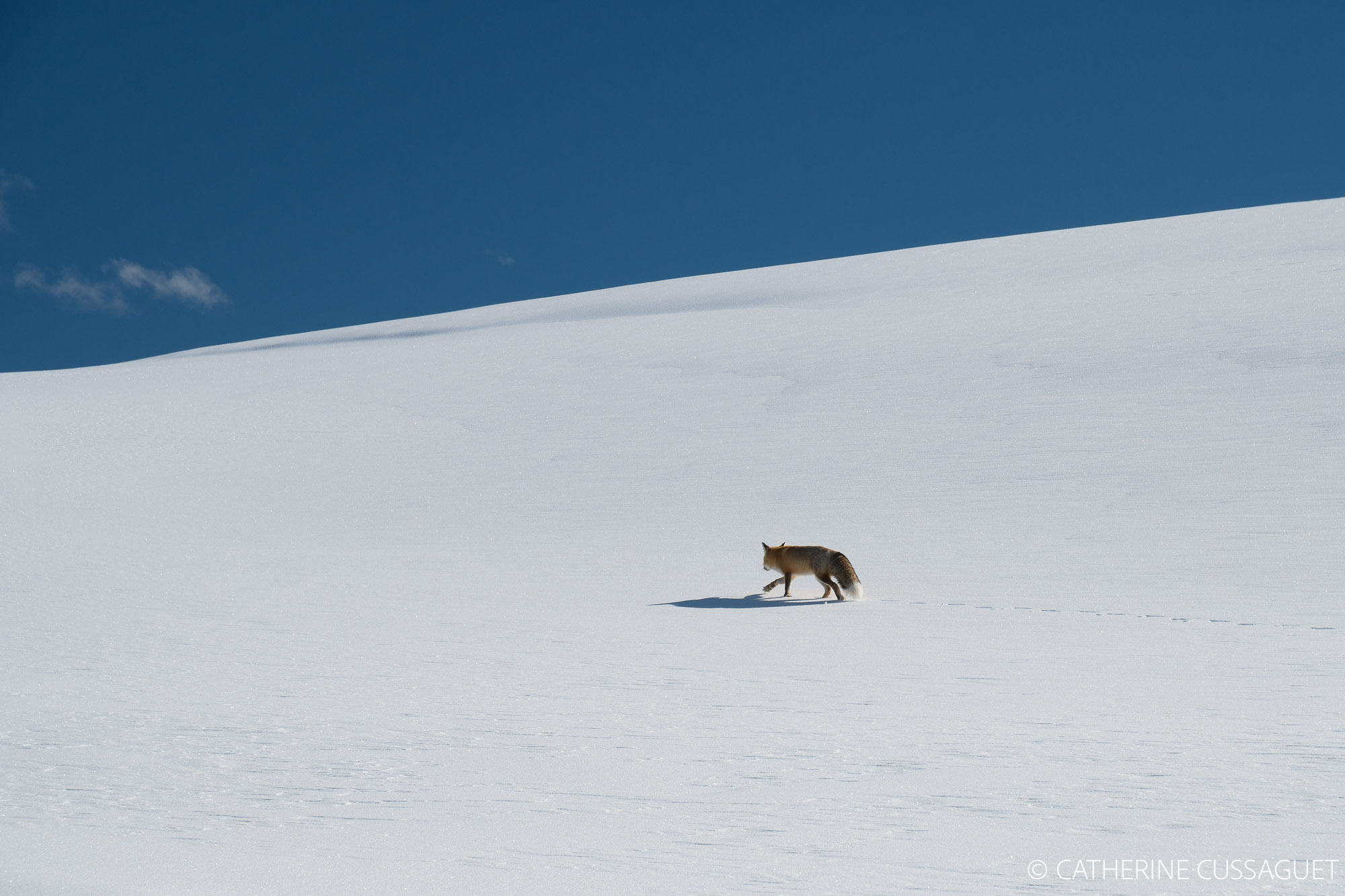 fox and snowy hill, blue sky