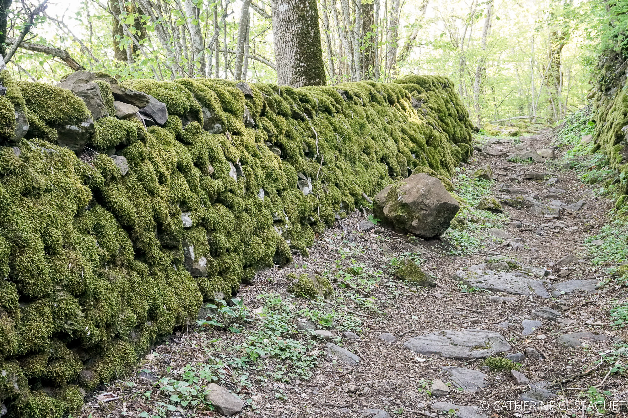 wall and moss