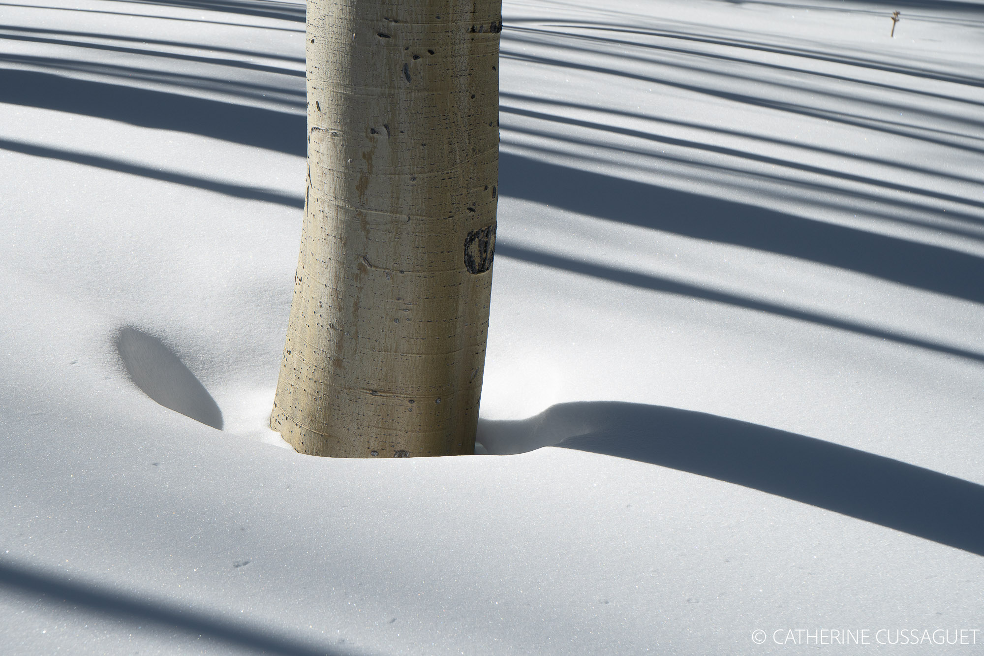 tree trunk, shadows on snow