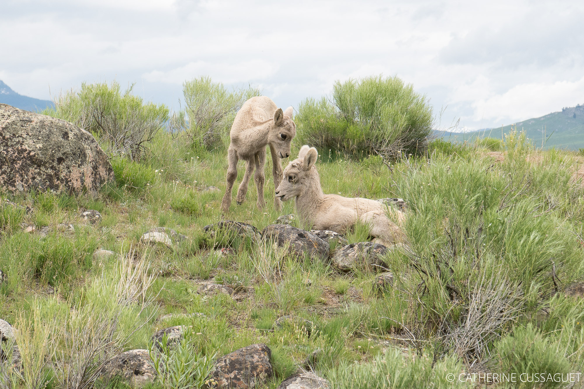 Two baby bighorns in grass