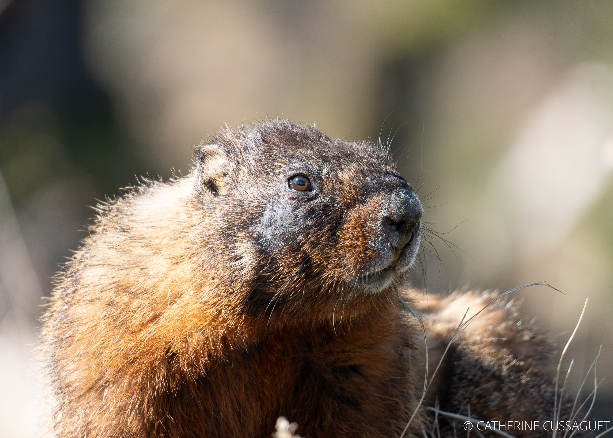 Marmot head