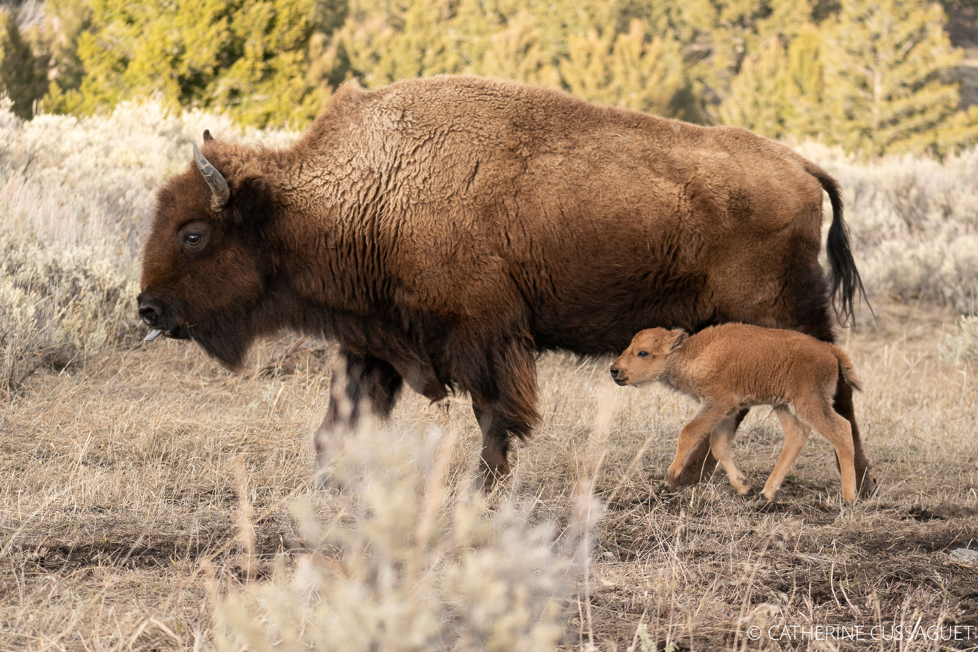 Mom and baby bison walking
