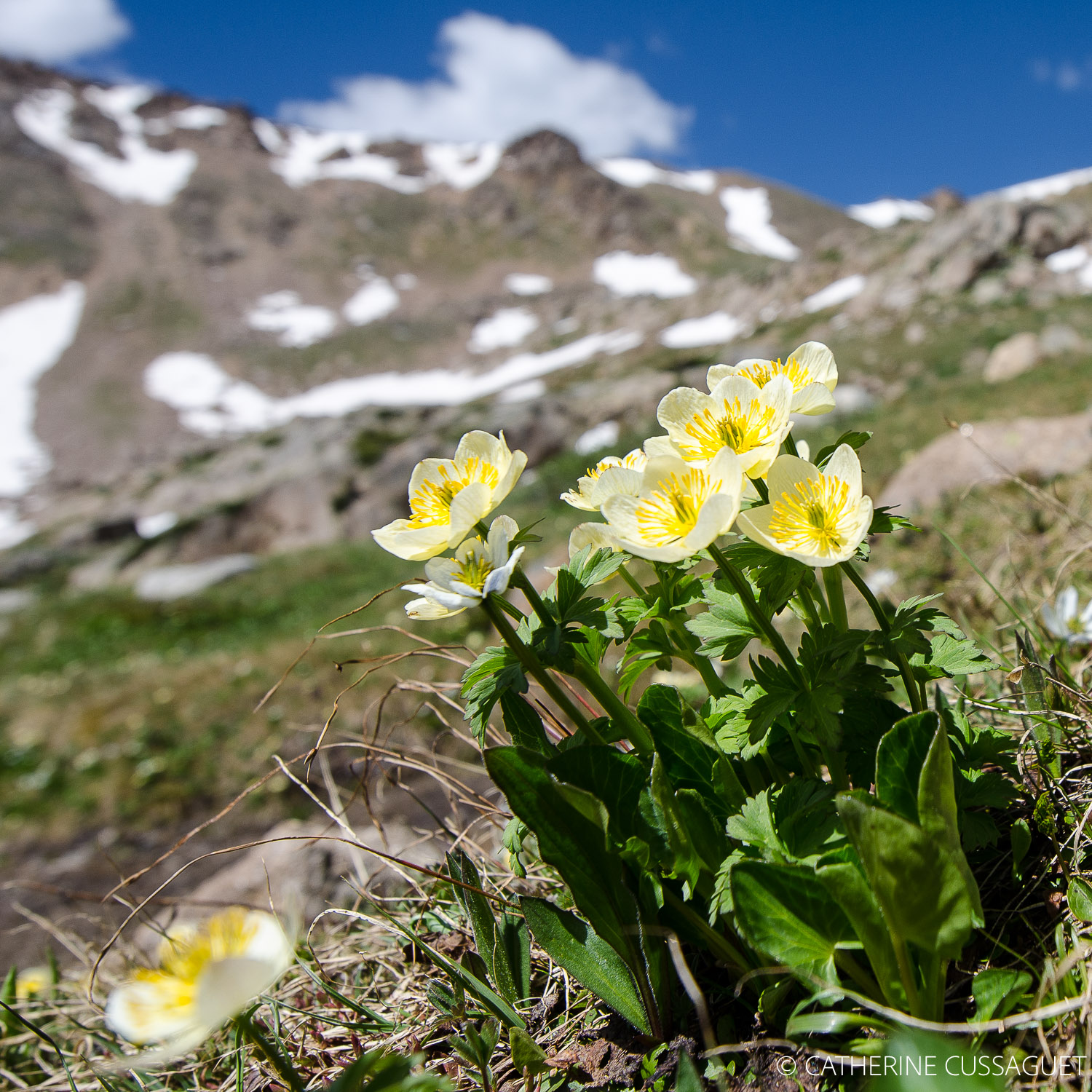 white flowers
