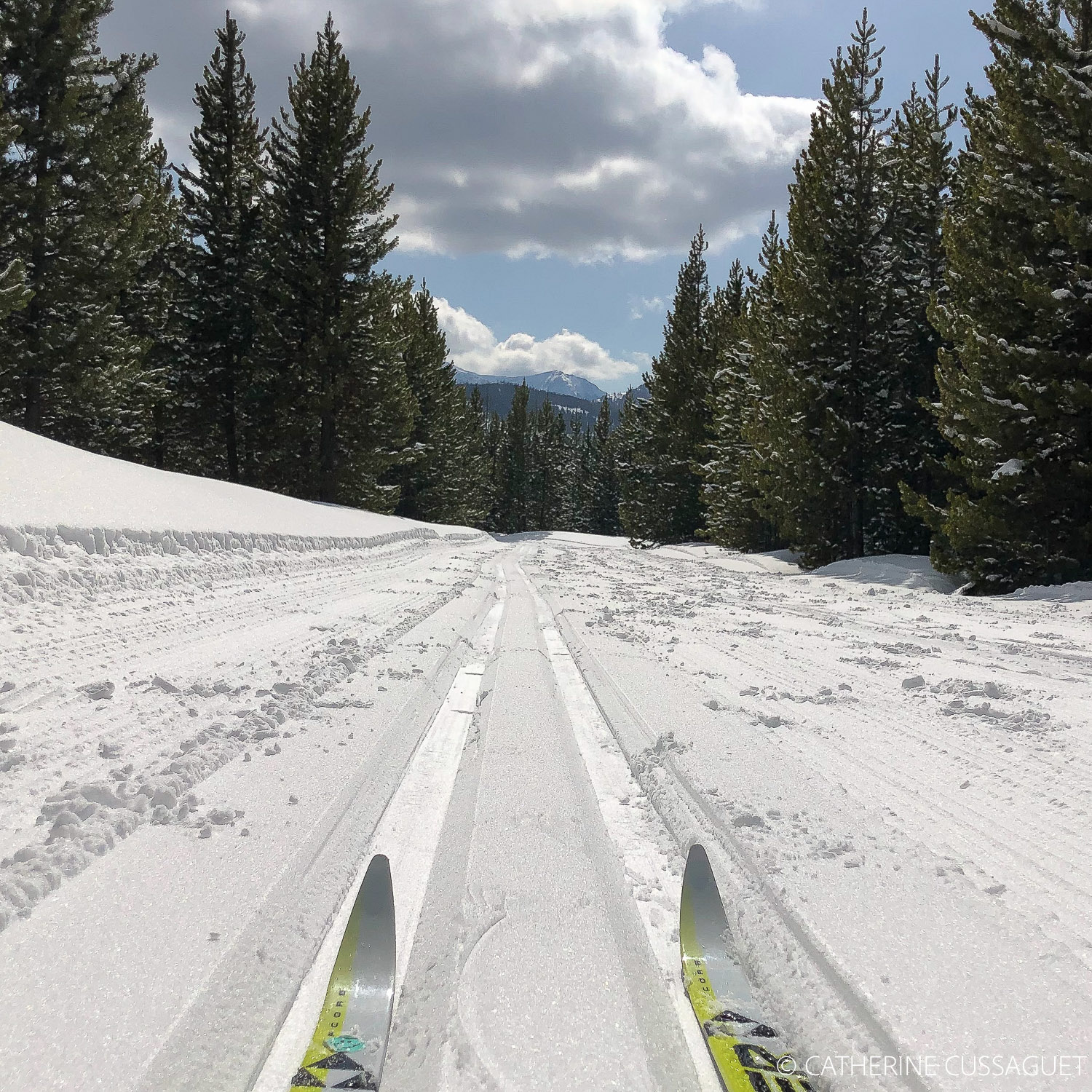 Two ski tips in tracks