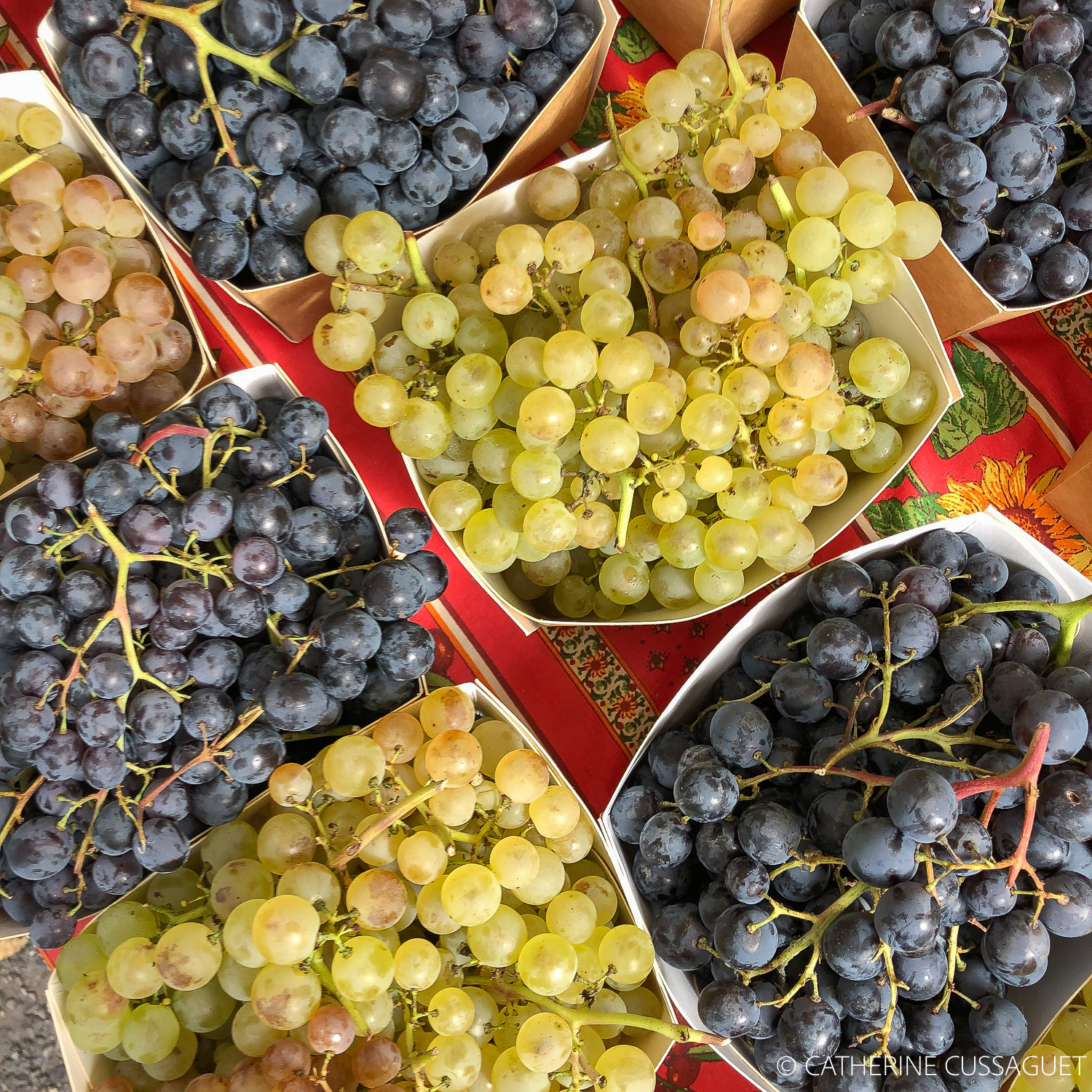 Grapes, black and yellow