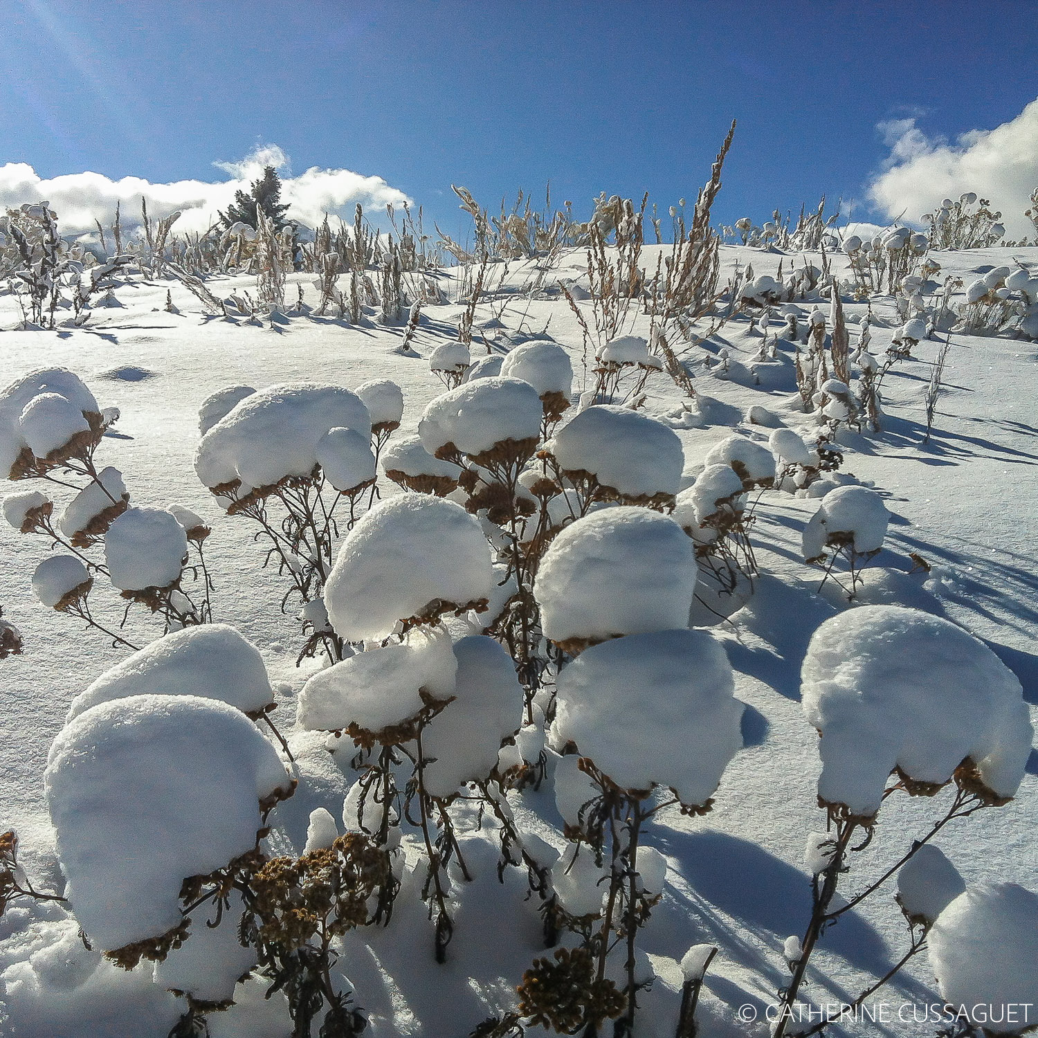 grass covered by snow